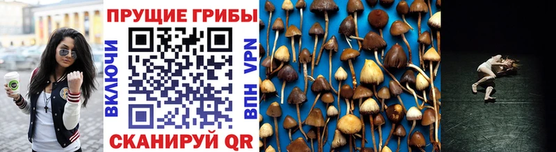 Галлюциногенные грибы Psilocybe  Каспийск 